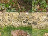 image of grave number 525551